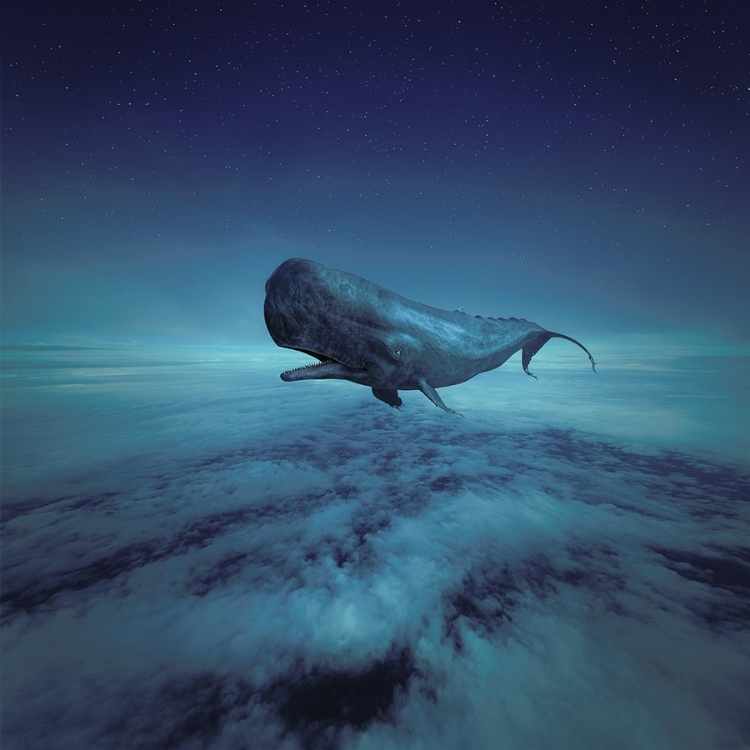 dreaming of whales