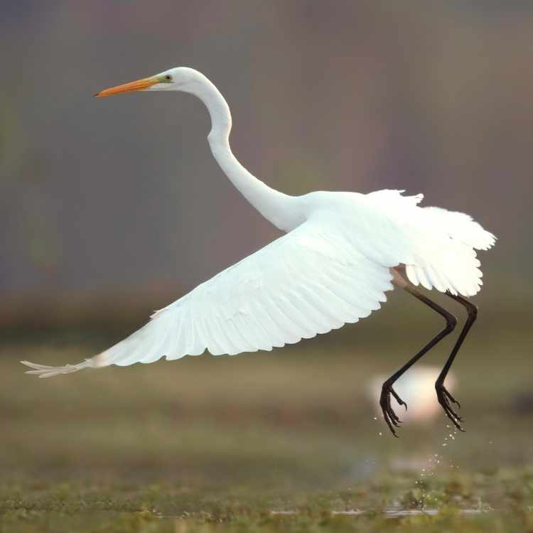 Egret elegant