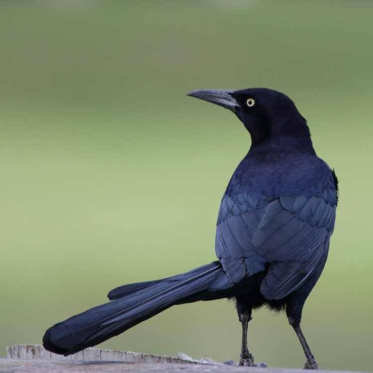 elegant grackle