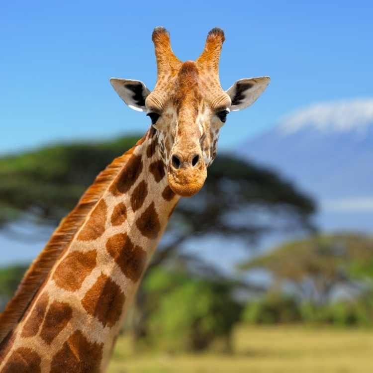 giraffe symbolize