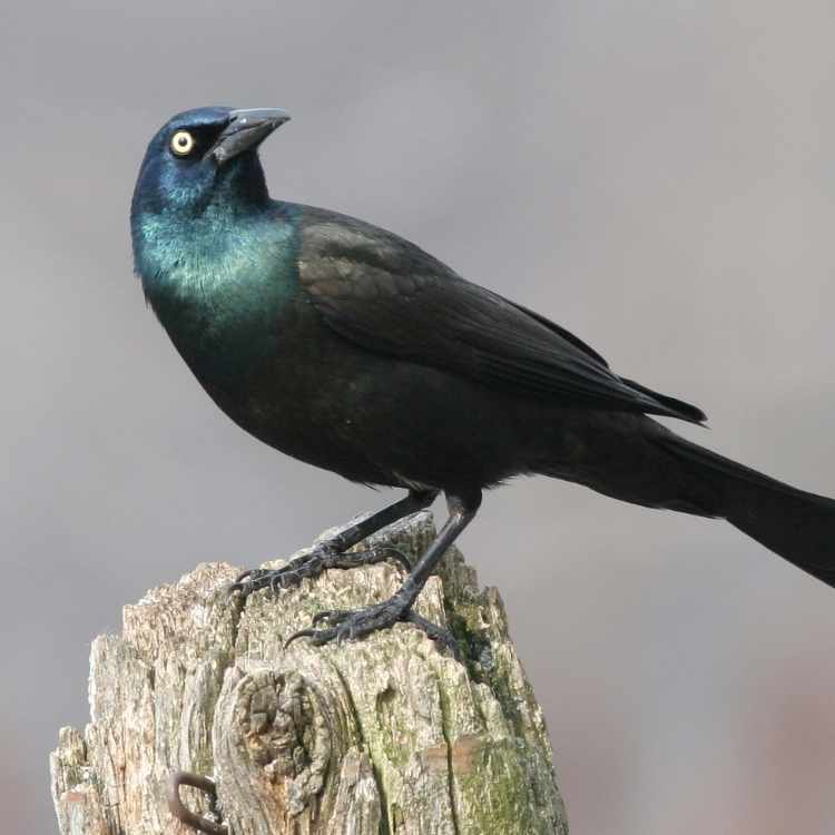 posing grackle