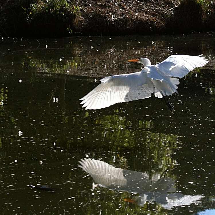 Great Egret in flight