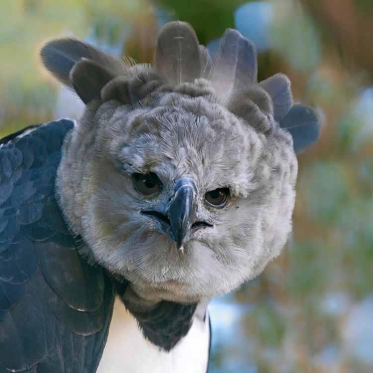 harpy eagle