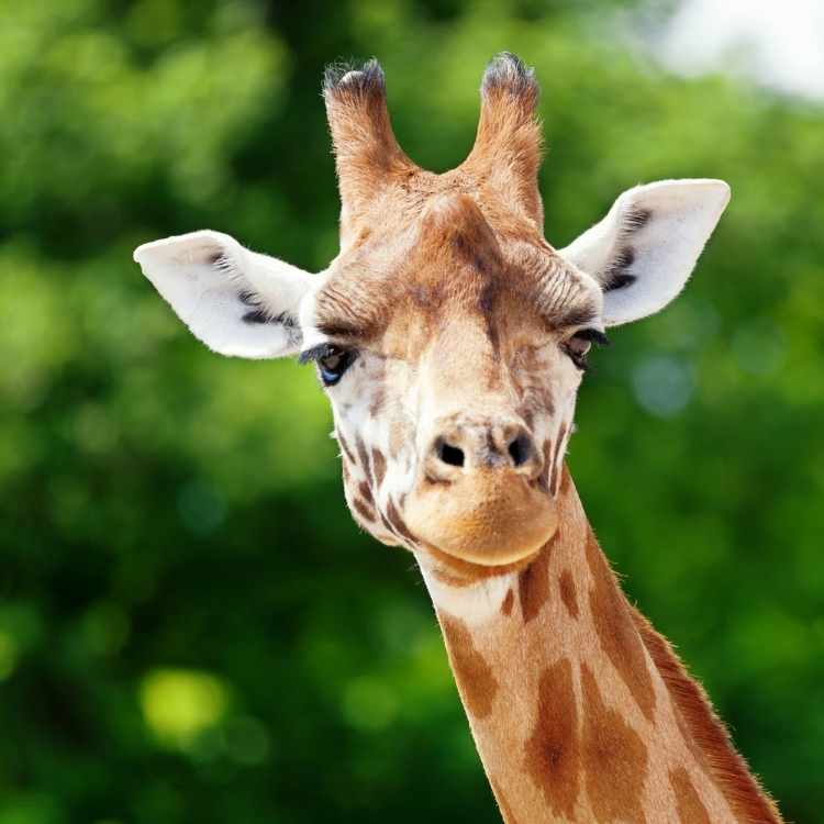 head of Giraffe