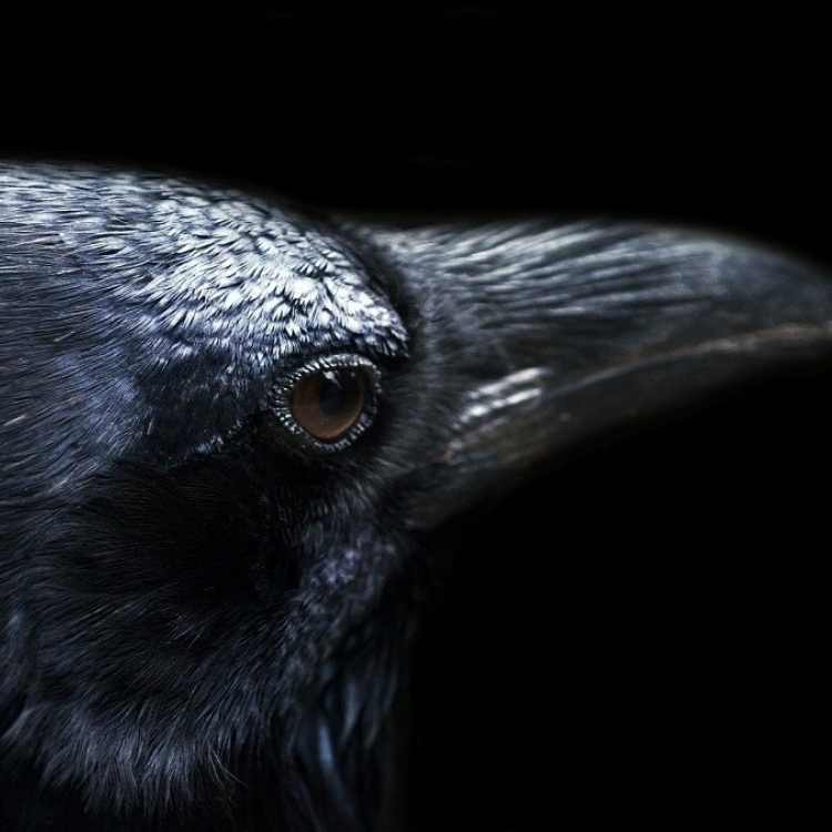 head of crow