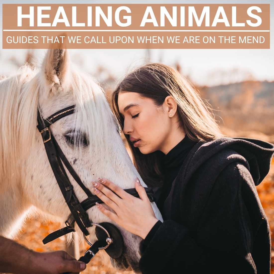 healing animals