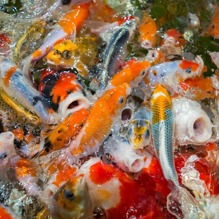 lots of koi fish