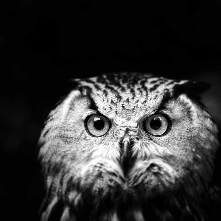 owl black n white
