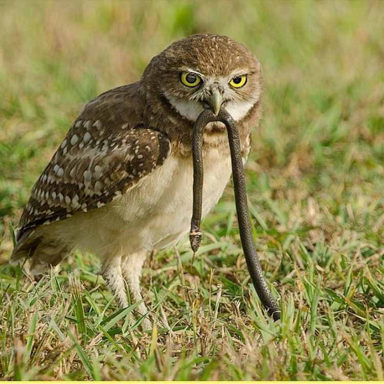 owl eating snake