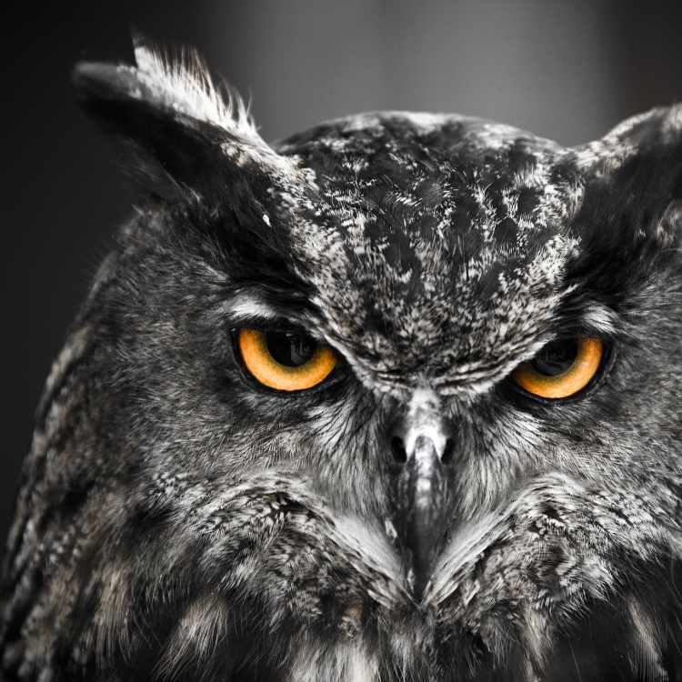 owl evil genius