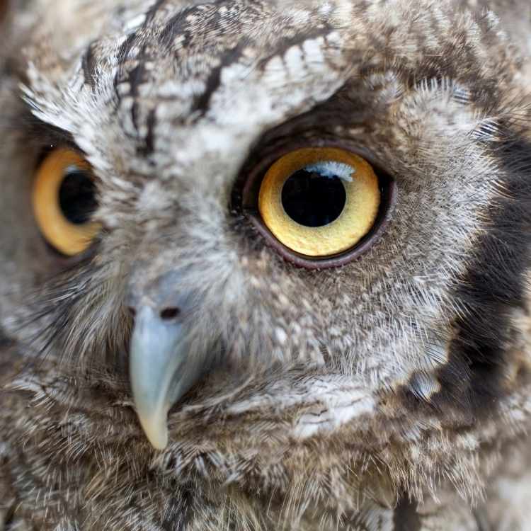 owl eyesight