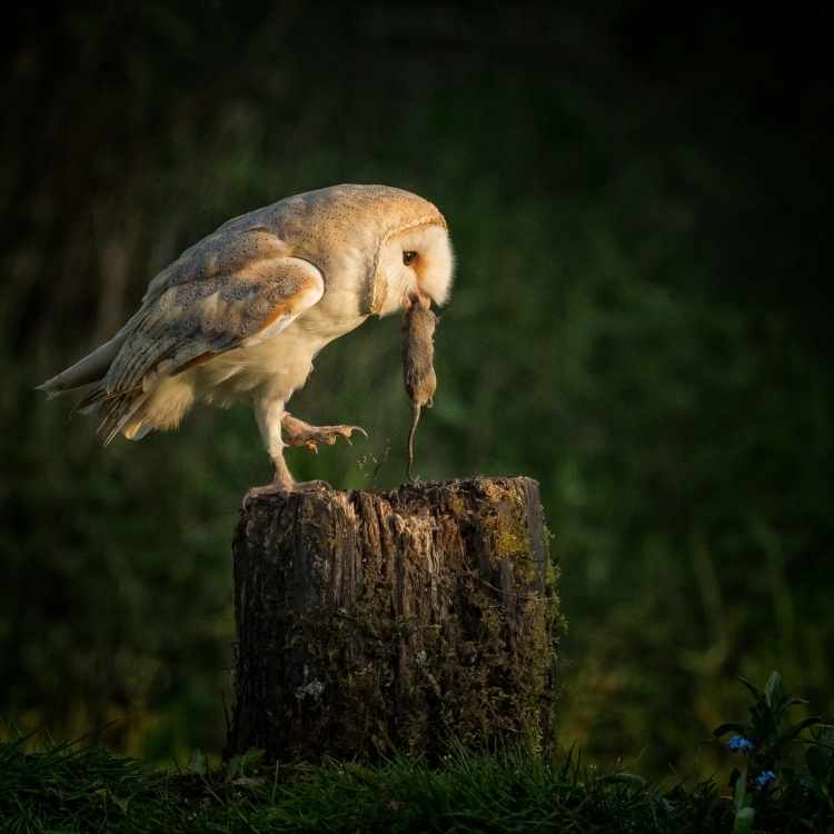 owl hunting