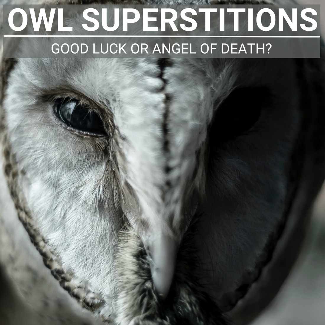 owl superstitions