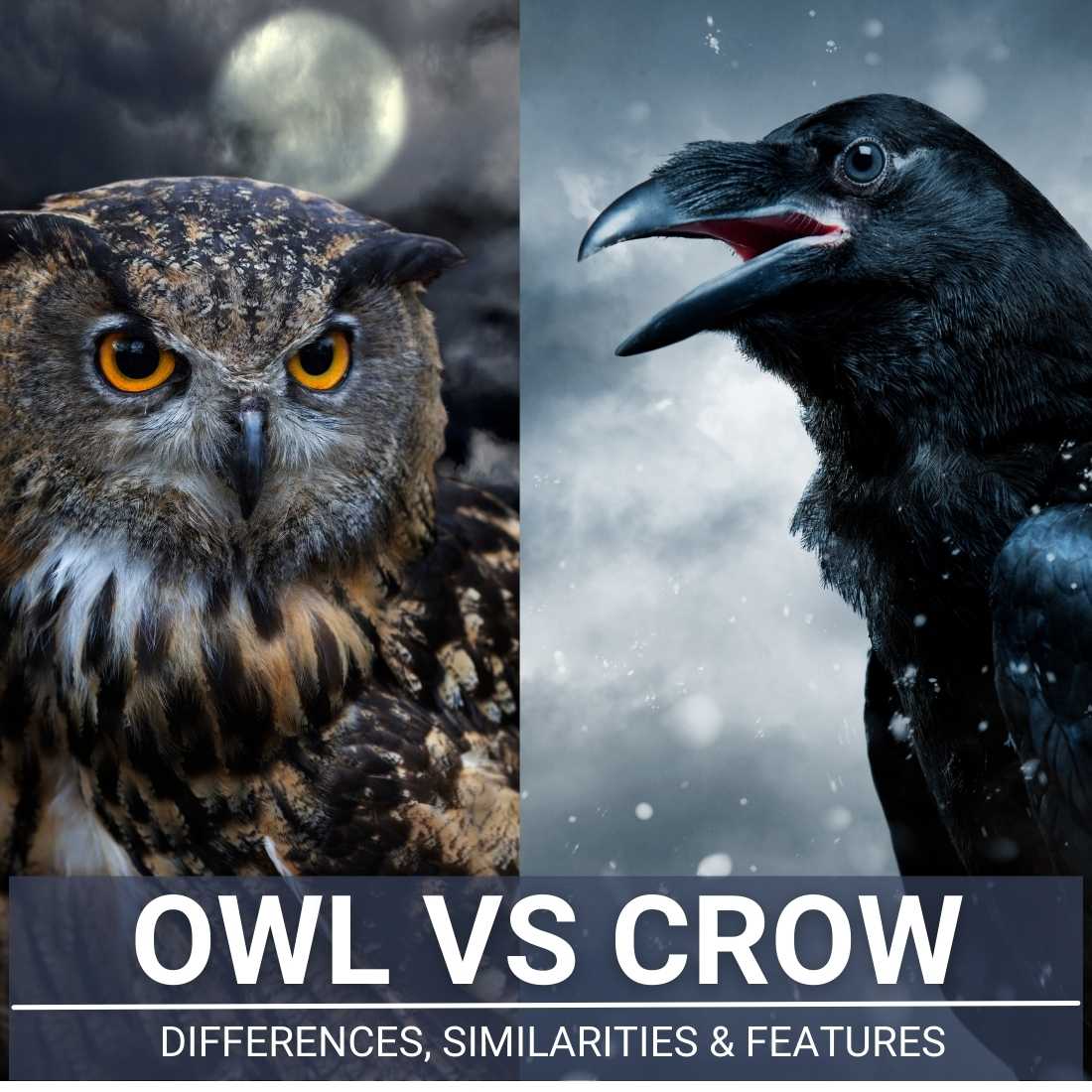 owl vs crow