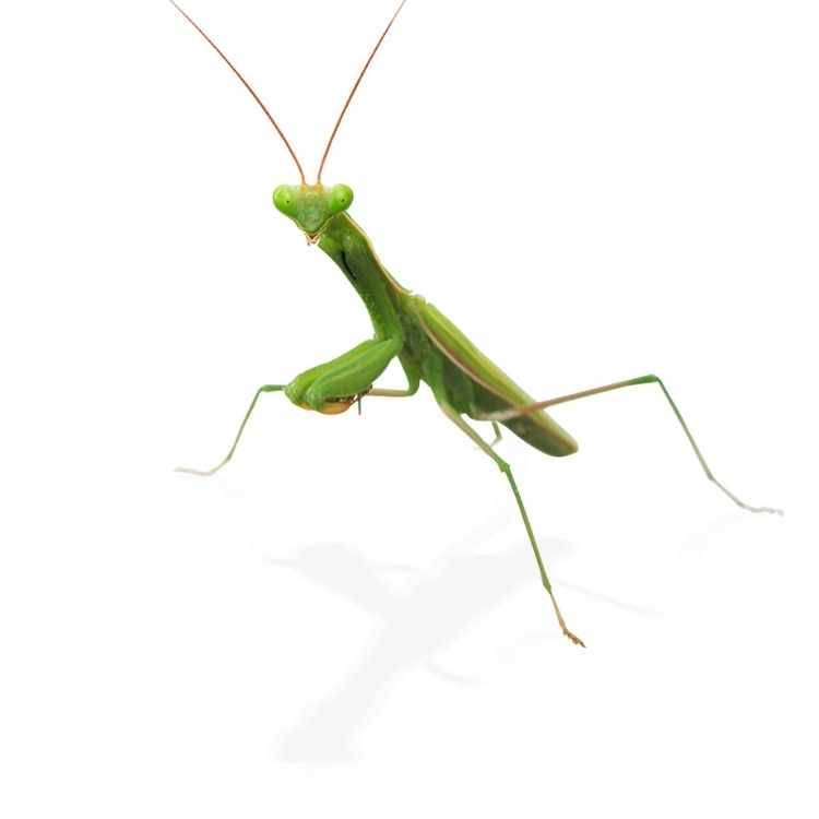 praying mantis healing animal