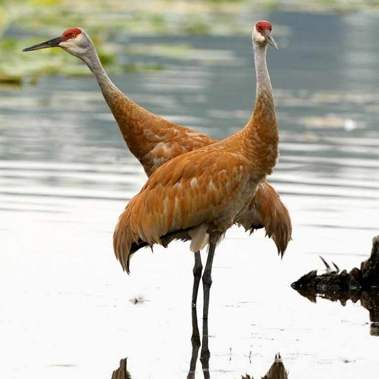 Sandhill Cranes