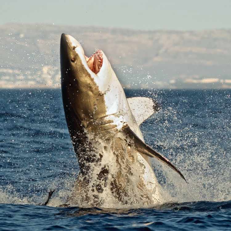 shark jumping