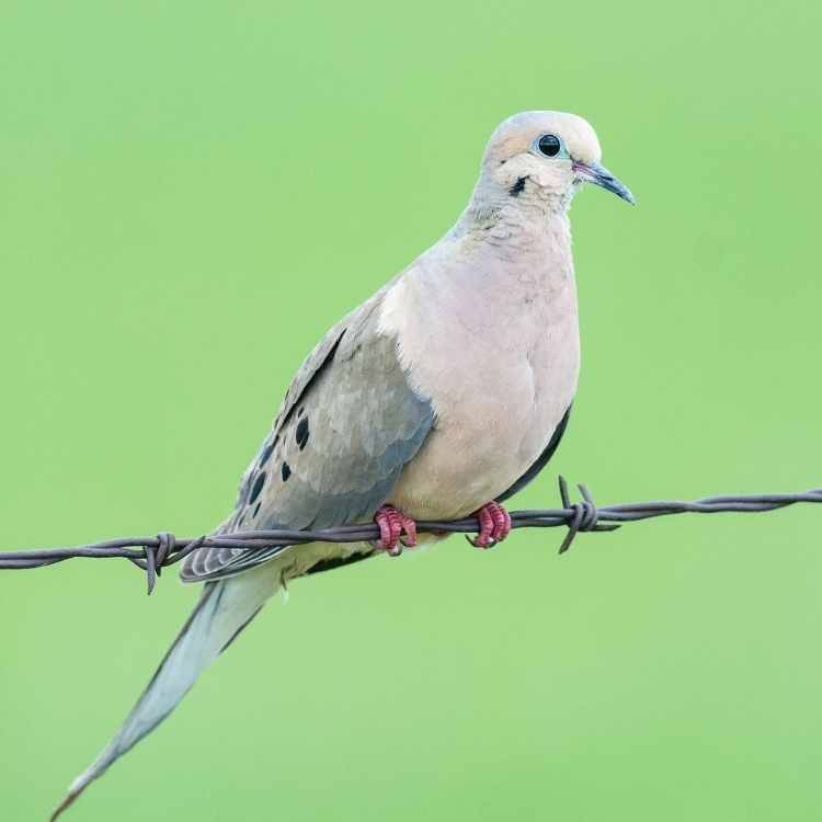 Sitting Mourning Dove