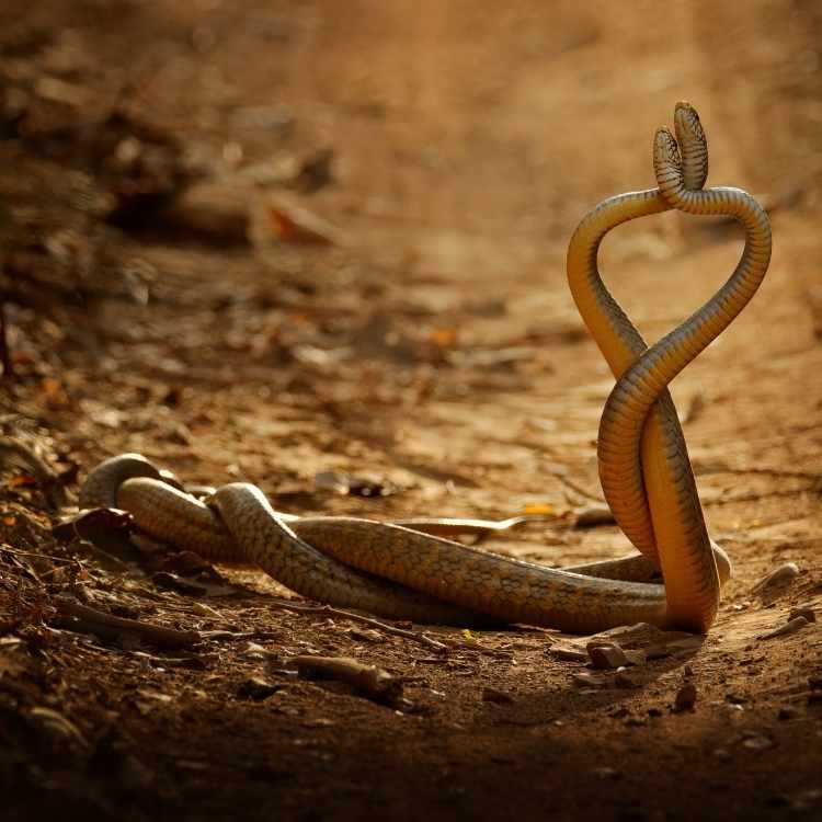 Snake love