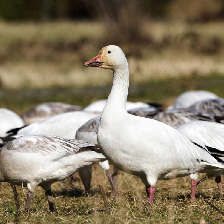 Snow Geese feeding