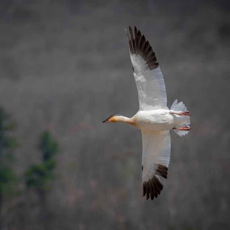 Snow Goose in flight