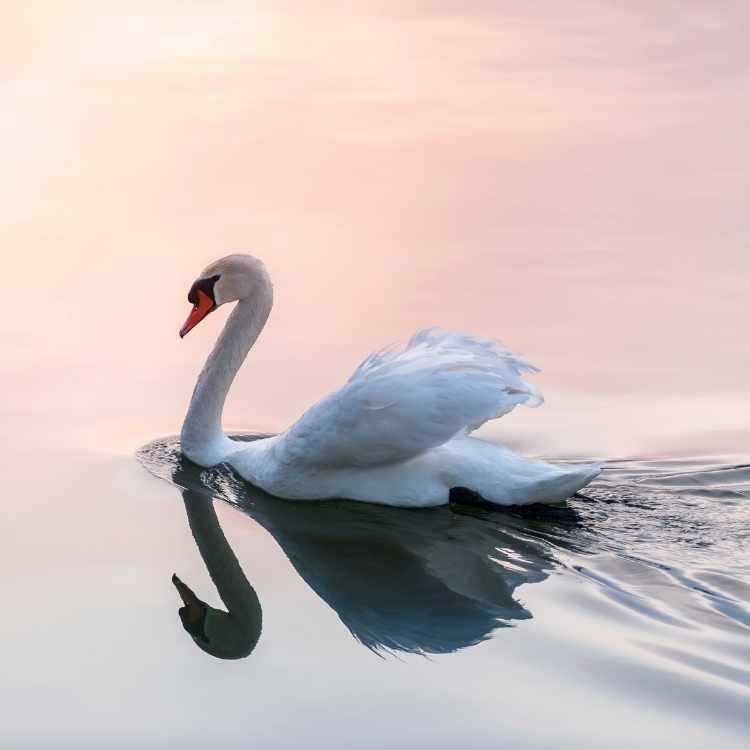 Trumpeter Swan