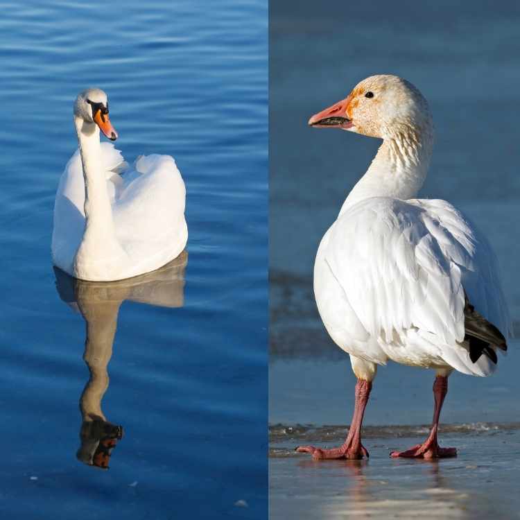 swan vs snow goose side by side