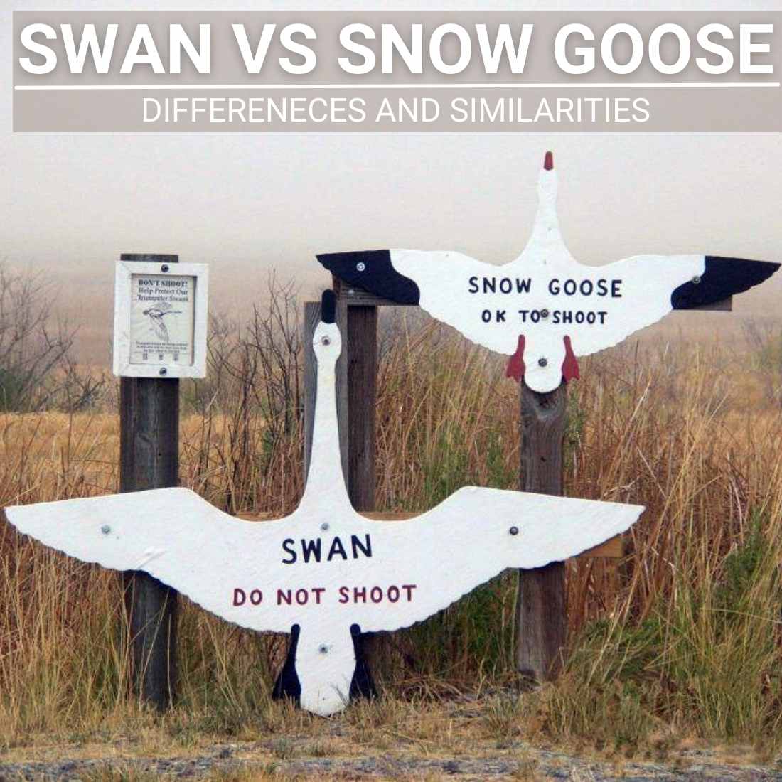 swan vs snow goose