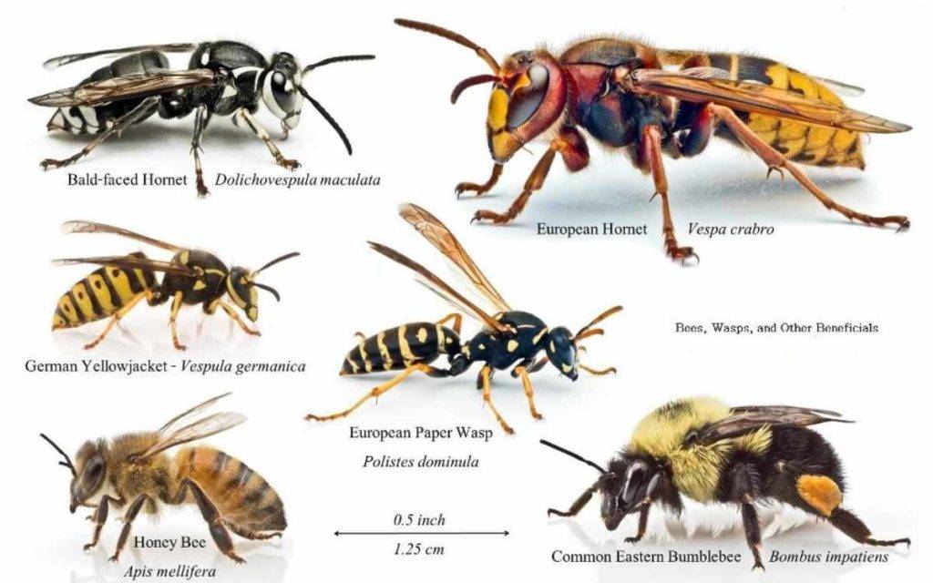 types of wasps