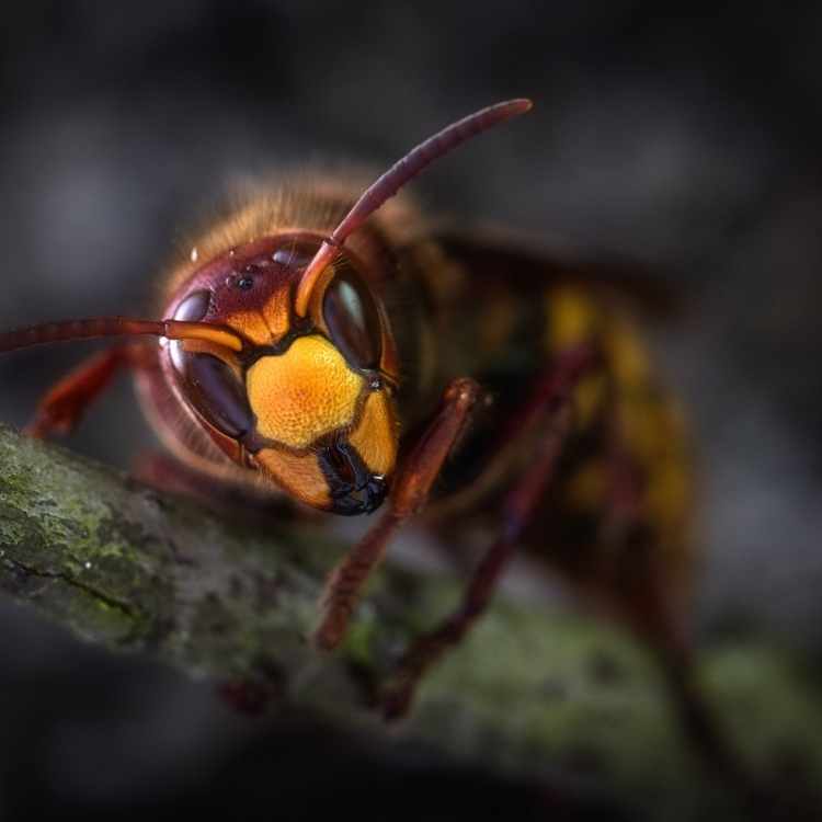 wasp in dream