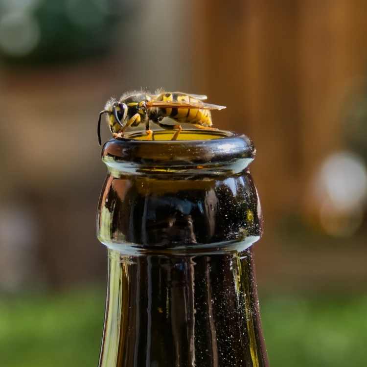 wasp on bottle