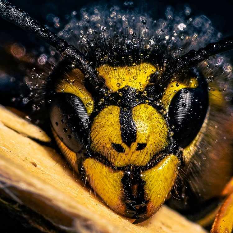 wasp wet