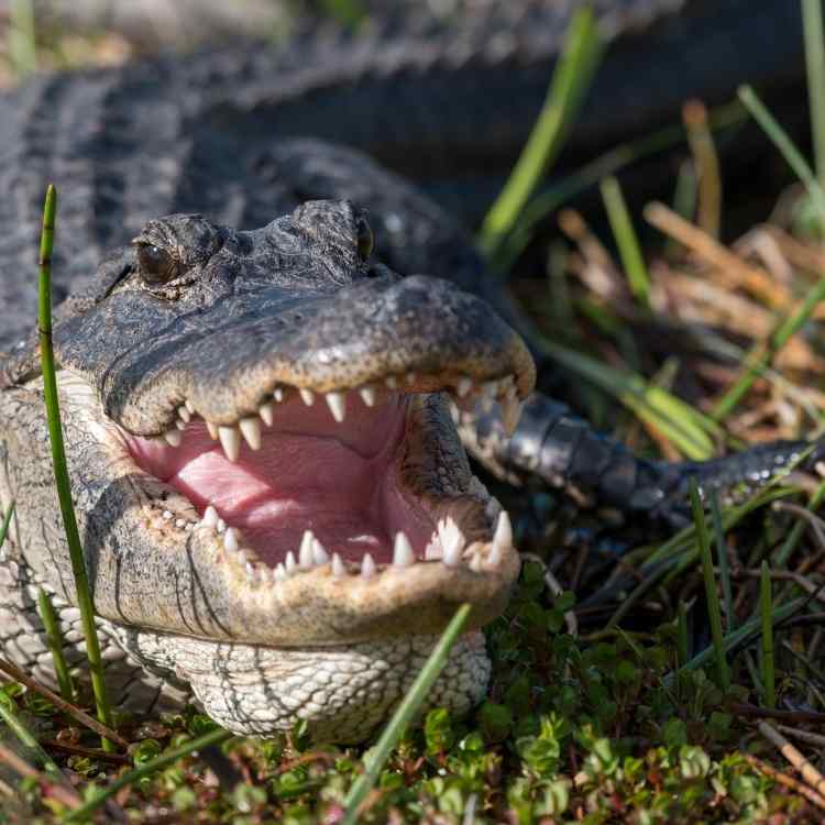 alligator