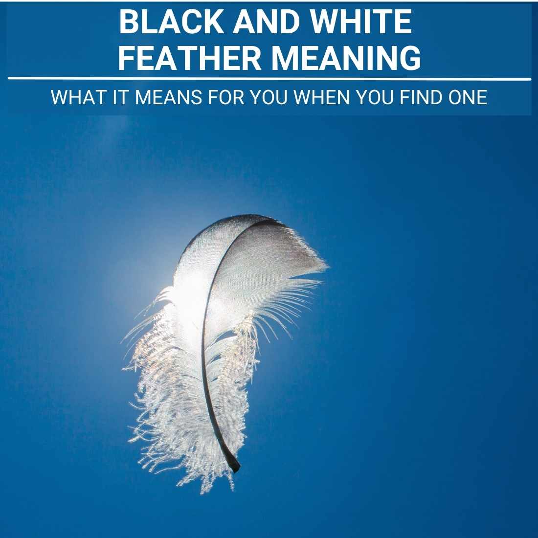 black and White Feather Meaning