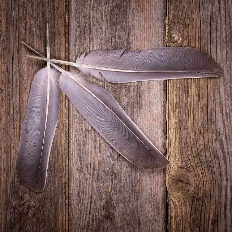 Black and white feather spiritual meaning