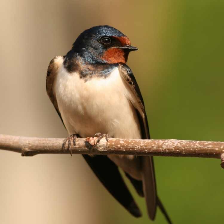 Swallow on tree