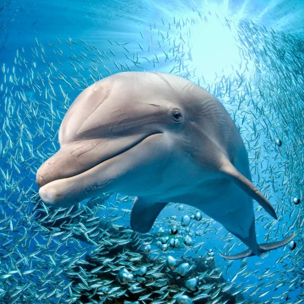 Dolphin Totem Animal