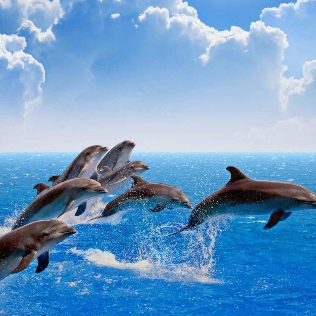 Dolphin dream