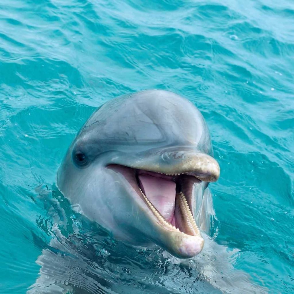 Dolphin power animal