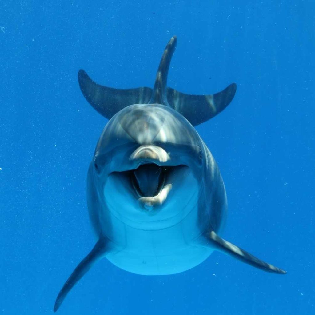 Dolphin spirit animal meaning