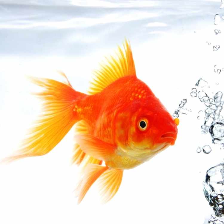 Dream of goldfish meaning