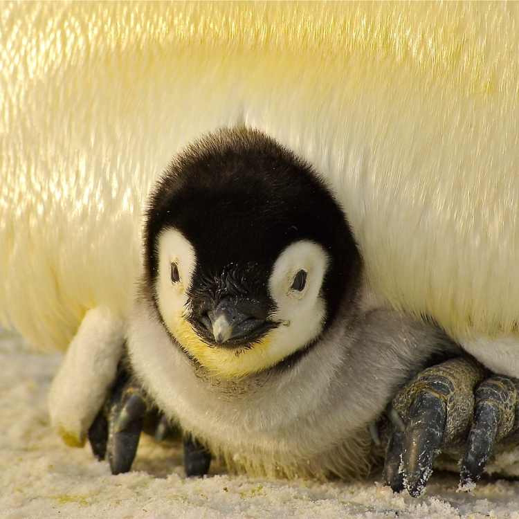 Emperor Penguin chick