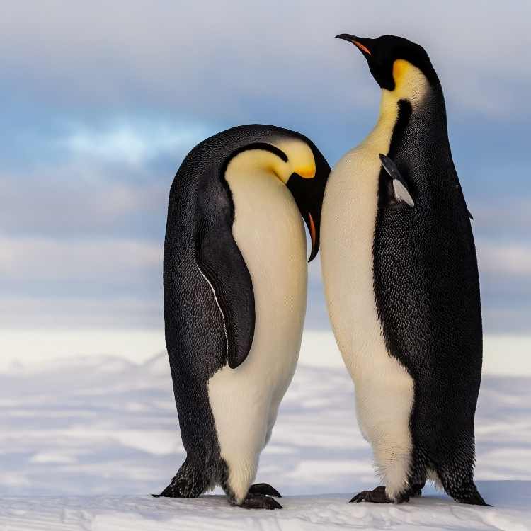 Friendly Emperor Penguins