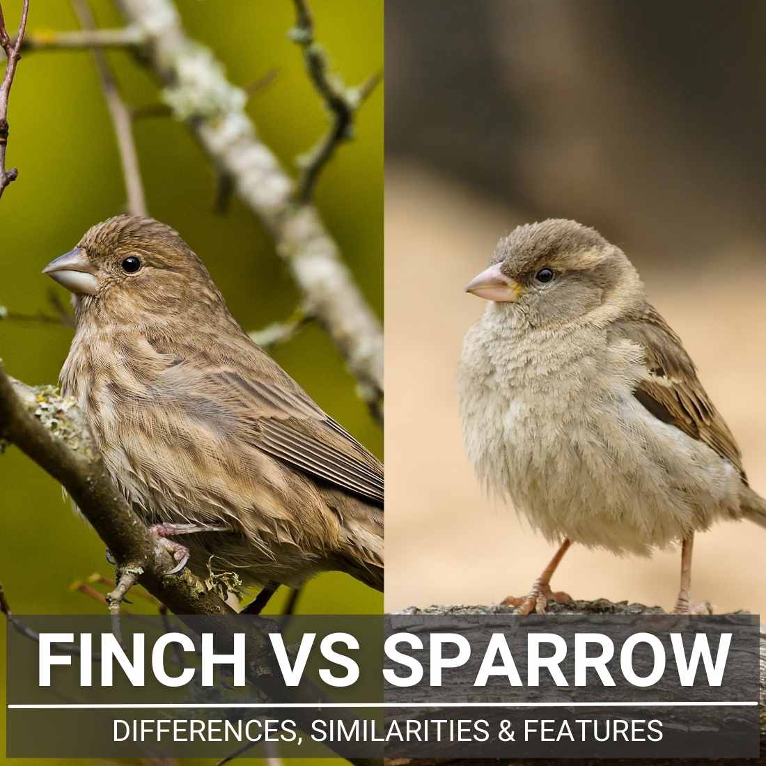 Finch Vs Sparrow