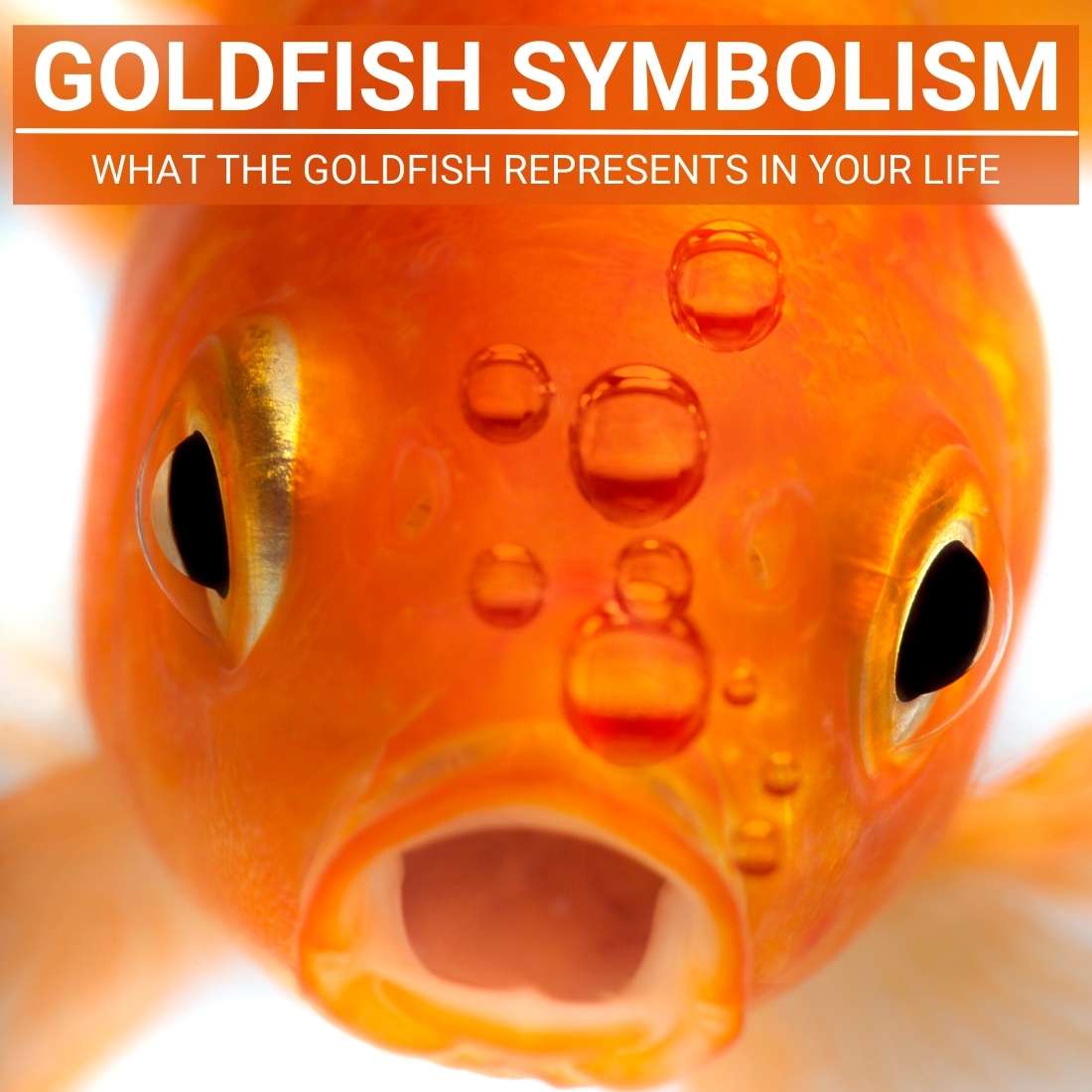 Goldfish Symbolism2 Goldfish Symbolism: What the Goldfish Represents in Your Life