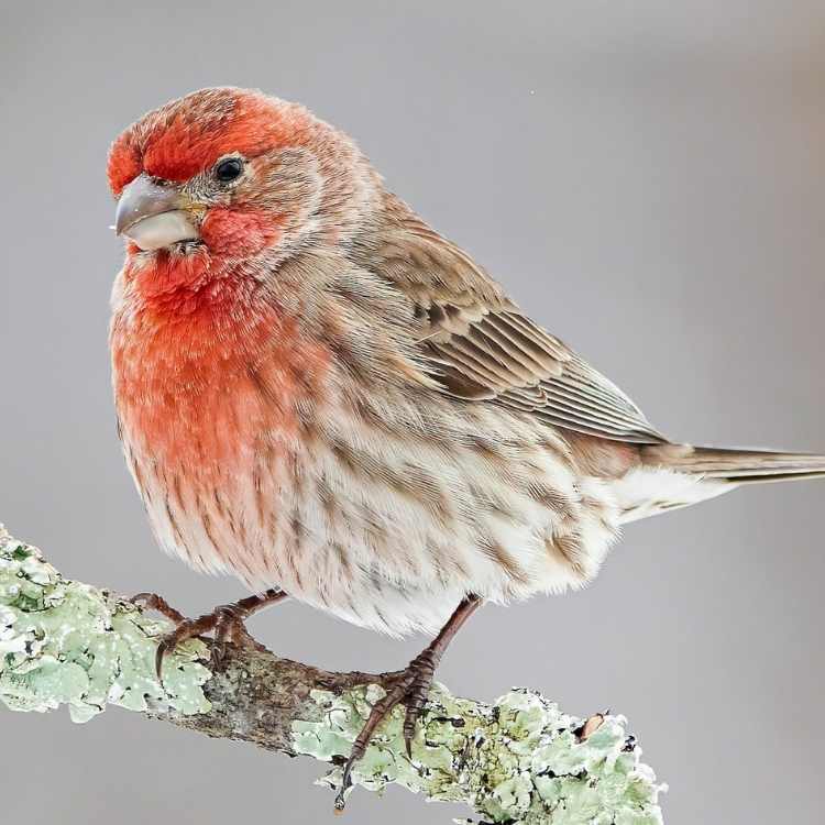 House Finch close