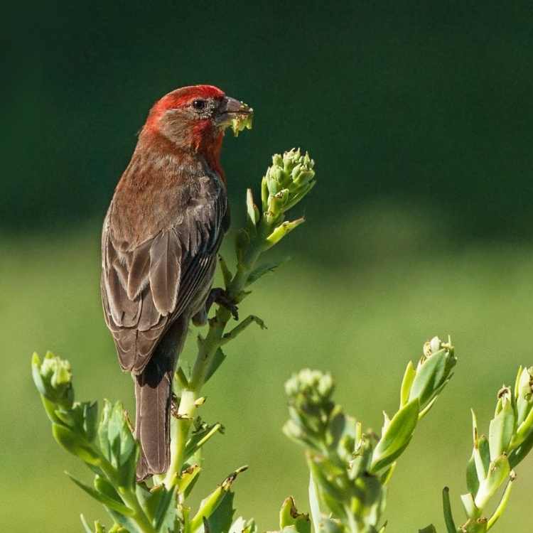 House Finch eating