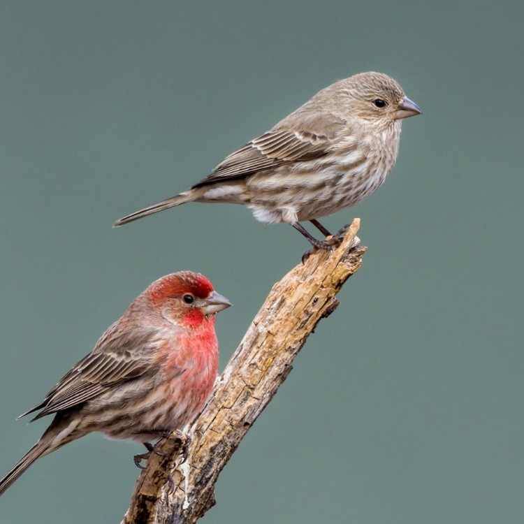 House Finch