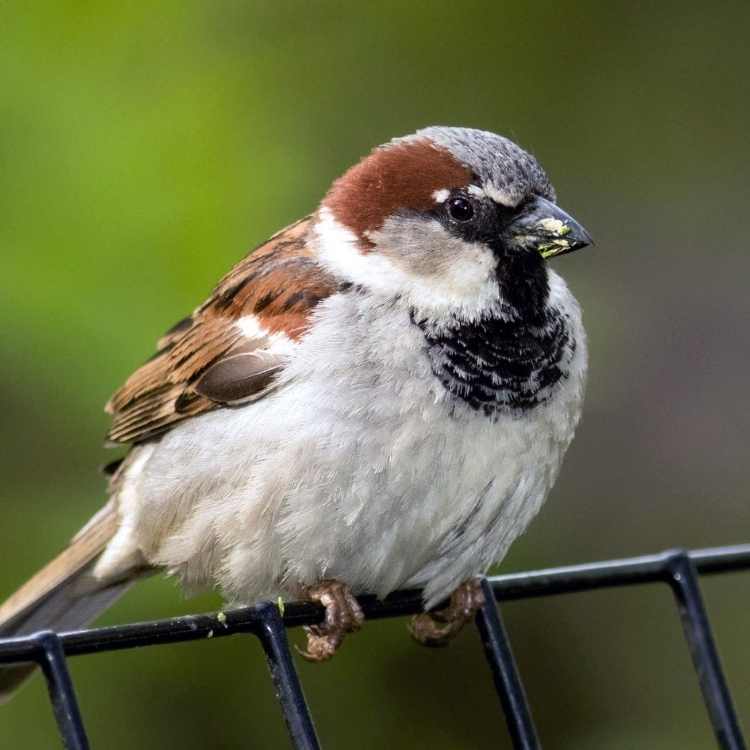 House-Sparrow