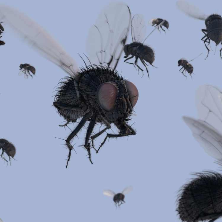 Housefly spiritual meaning